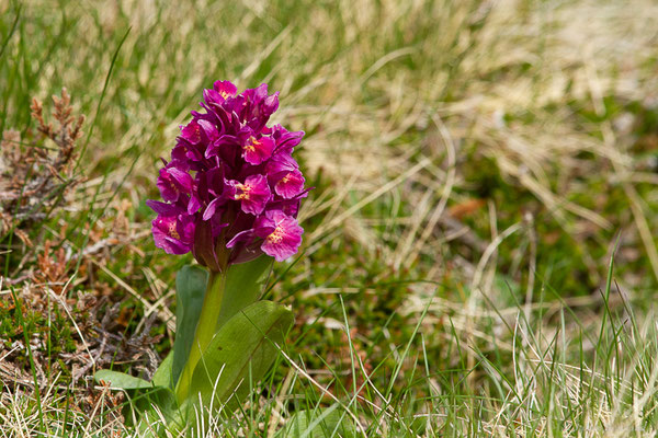 Orchis sureau — Dactylorhiza sambucina (L.) Soó, 1962