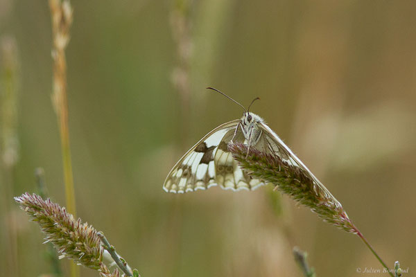 Échiquier ibérique — Melanargia lachesis (Hübner, 1790), (Parc naturel du lac de Sanabria (Zamora), Espagne, le 06/07/2022)