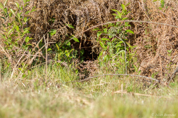 Lapin de garenne — Oryctolagus cuniculus (Linnaeus, 1758)