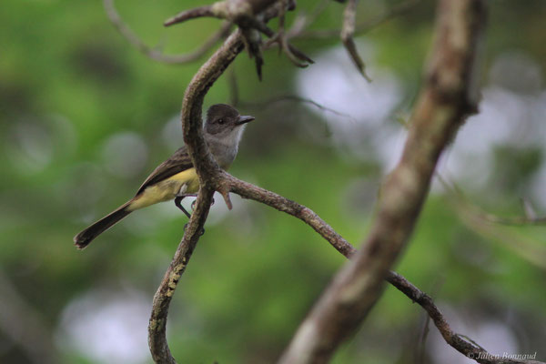 Tyran féroce — Myiarchus ferox (Gmelin, 1789)