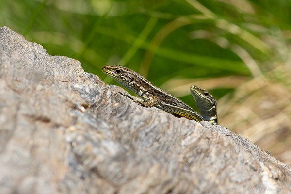 Lézard d'Aurelio — Iberalacerta aurelioi (Arribas, 1994), (Cirque glaciaire de Soulcem, Auzat (09), le 10/07/2023)