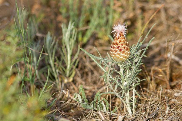 Rhapontic conifère — Rhaponticum coniferum (L.) Greuter, 2003, (Bardenas Real, Arguedas (Aragon), Espagne, le 08/06/2022)