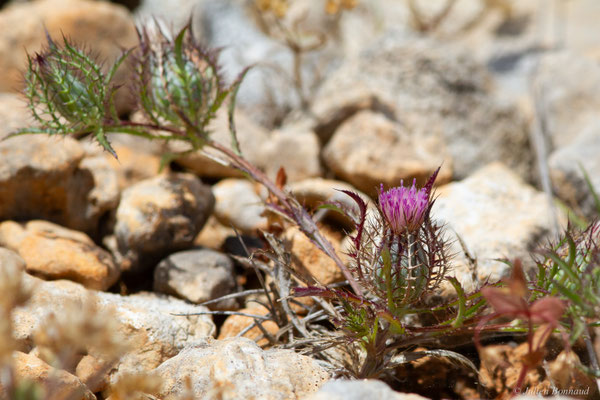 Atractyle grillagé — Atractylis cancellata L., 1753