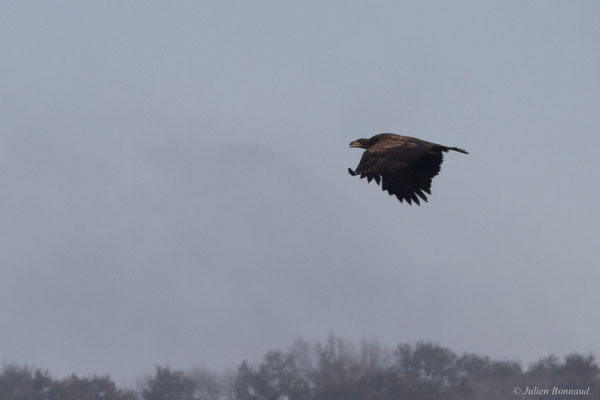 Haliaeetus albicilla (Linnaeus, 1758), (Réserve de chasse et de faune sauvage de Lesgau, Saint-Martin-de-Seignanx (40), France, le 22/11/2025)
