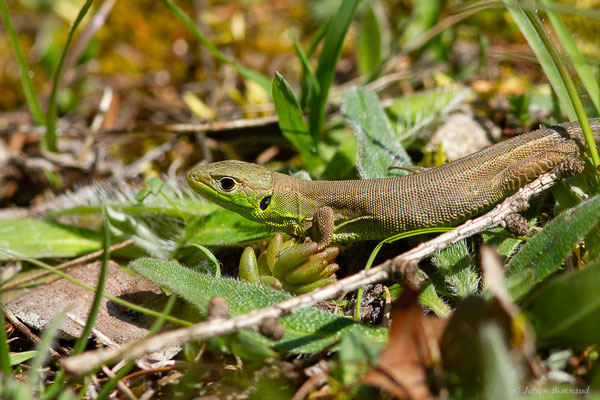 Lézard à deux raies — Lacerta bilineata Daudin, 1802, (juvénile), (Urdos (64), France), le 11/05/2024)