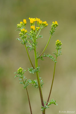 Herbe de saint Jacques — Jacobaea vulgaris Gaertn., 1791, (Aulon (31), France, le 03/05/2019)