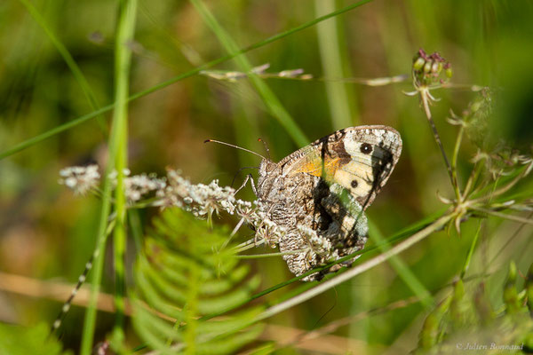 Agreste — Hipparchia semele (Linnaeus, 1758), (Saint-Jean-de-Luz (64), France, le 20/09/2023)