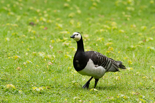 Bernache nonnette — Branta leucopsis (Bechstein, 1803), (Parc animalier de Nahuques, Mont-de-Marsan (40), France, le 11/05/2023)