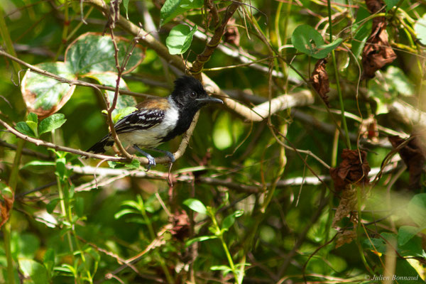 Batara huppé — Sakesphorus canadensis (Linnaeus, 1766), (Mana, Guyane, le 19/08/2016)