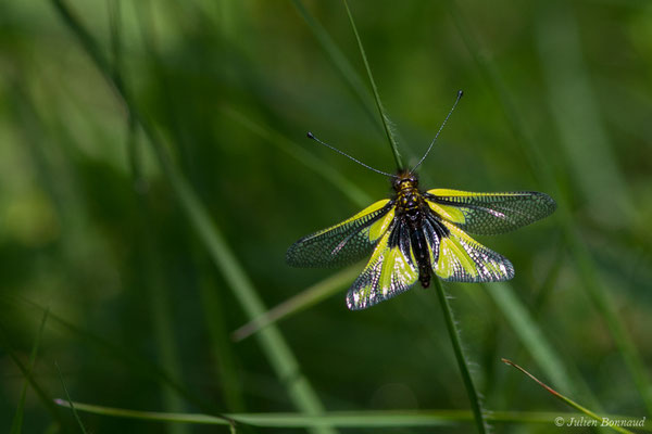 Ascalaphe soufré (Libelloides coccajus) (Pihourc, Saint-Godens (31), France, le 21/05/2018)