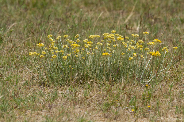 Immortelle des dunes — Helichrysum stoechas (L.) Moench, 1794