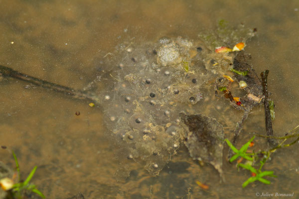 Rainette méridionale — Hyla meridionalis Böttger, 1874