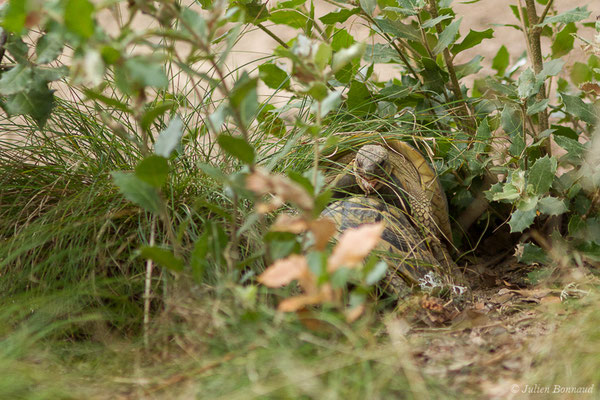 Tortue d'Hermann — Testudo hermanni (Gmelin, 1789), (Moltifao (2B), France, le 10/09/2019)
