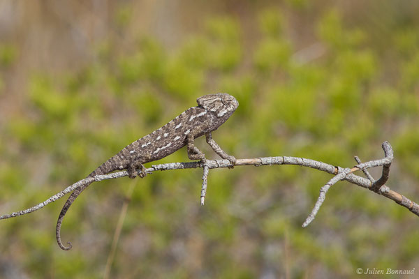 Caméléon commun — Chamaeleo chamaeleon (Linnaeus, 1758)