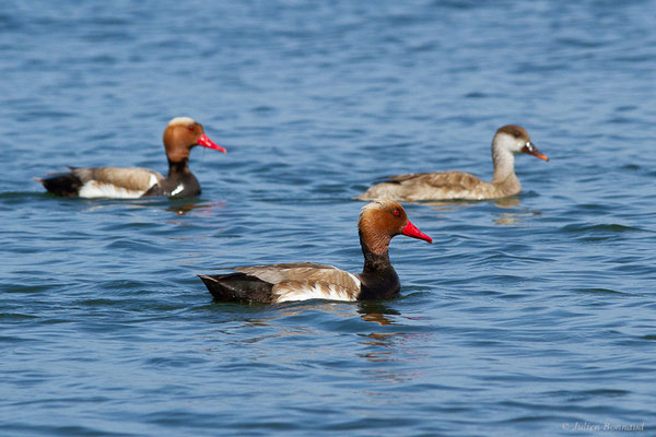 Nette rousse — Netta rufina (Pallas, 1773), (Parc Naturel du Delta de l'Ebre (Catalogne), Espagne, le 05/06/2022)