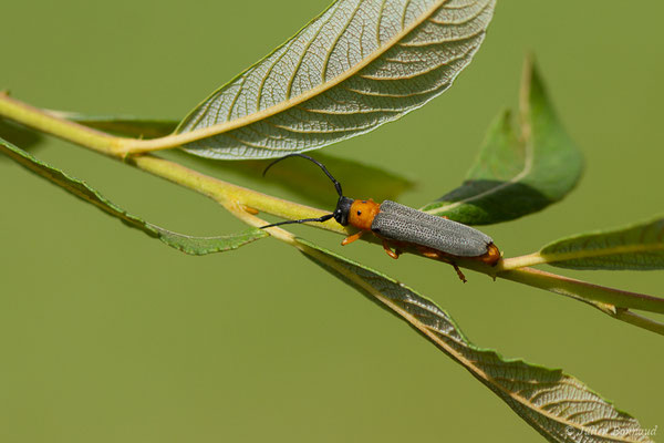 Obérée ocellée – Oberea oculata (Linnaeus, 1758), (Pau (64), France, le 05/07/2019)