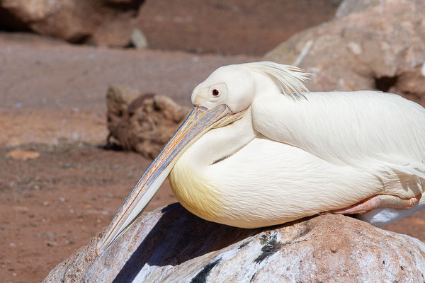 Pélican blanc — Pelecanus onocrotalus Linnaeus, 1758, (Parc zoologique de Rabat (Rabat-Salé-Kénitra), Maroc, le 21/01/2023)