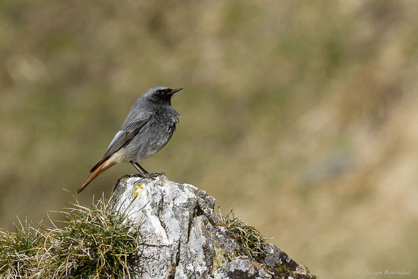 Rougequeue noir — Phoenicurus ochruros (Gmelin, SG, 1774), (Station de ski de Gourette, Eaux-Bonnes (64), France, le 09/03/2022)