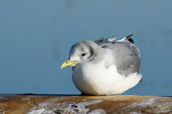 Mouette tridactyle — Rissa tridactyla (Linnaeus, 1758), (Guiche (64), France, le 10/12/2022)