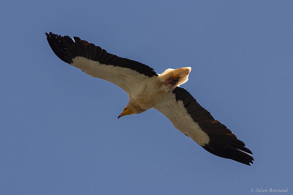 Vautour percnoptère — Neophron percnopterus (Linnaeus, 1758), (adulte) (Borce (64), France, le 25/03/2022)