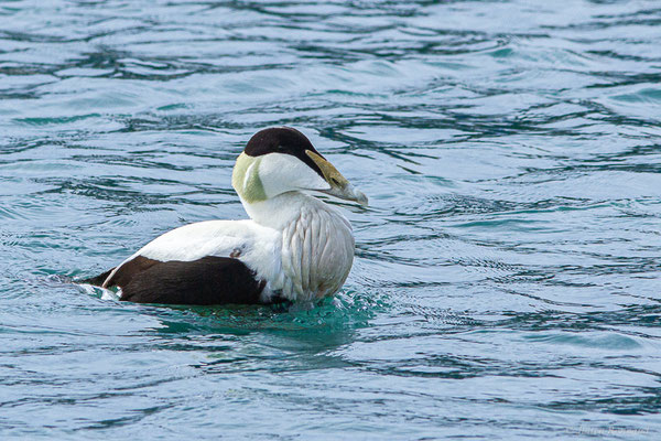 Eider à duvet — Somateria mollissima (Linnaeus, 1758), (Ciboure (64), France, le 05/04/2024)