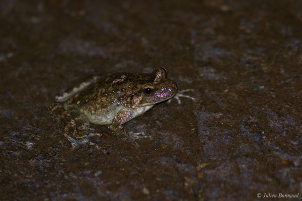 Discoglosse Corse — Discoglossus montalentii Lanza, Nascetti, Capula & Bullini, 1984