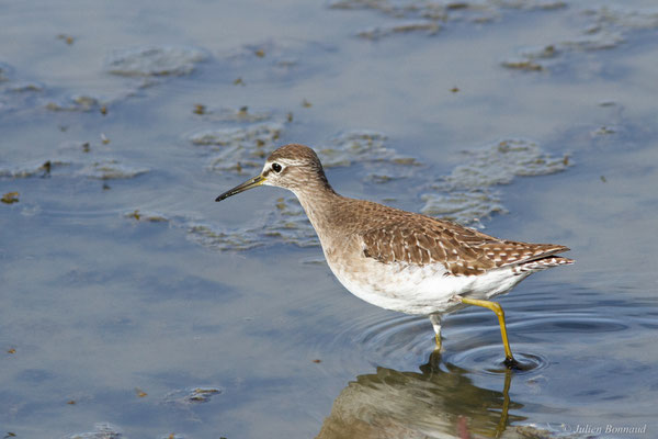Chevalier sylvain — Tringa glareola Linnaeus, 1758, (Réserve ornithologique du Teich (33), France, le 18/10/2022)