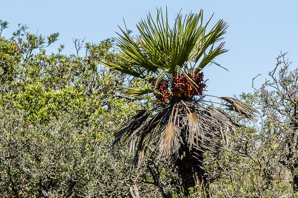 Chamaerops nain, Doum, Palmier nain — Chamaerops humilis L., 1753, (Tétouan (Tanger-Tétouan-Al Hoceïma), Maroc, le 27/09/2023)