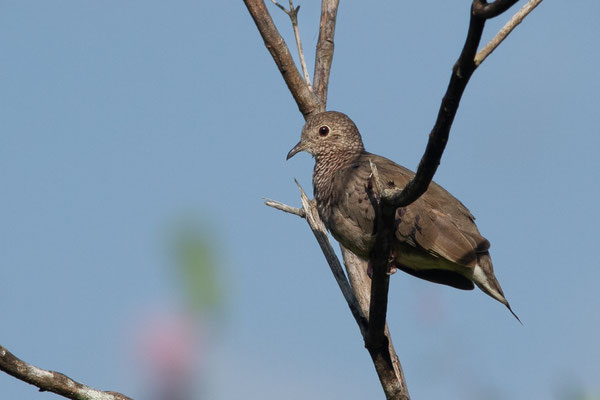 Colombe à queue noire — Columbina passerina (Linnaeus, 1758)