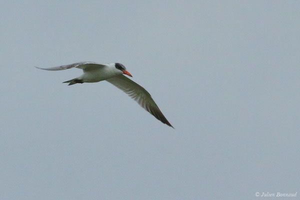 Sterne caspienne – Hydroprogne caspia (Pallas, 1770), (Biscat (64), France, le 14/09/2021)