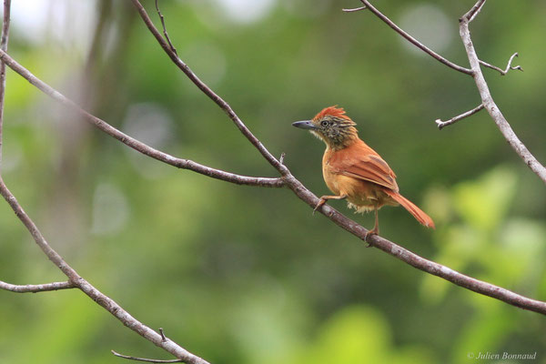 Batara rayé — Thamnophilus doliatus (Linnaeus, 1764), (femelle adulte), (Citron, Guyane, le 21/04/2016)