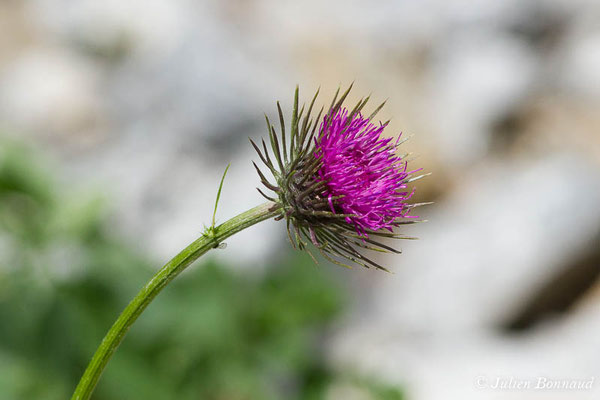 Chardon à pédoncules nus, Chardon décapité — Carduus defloratus L., 1759