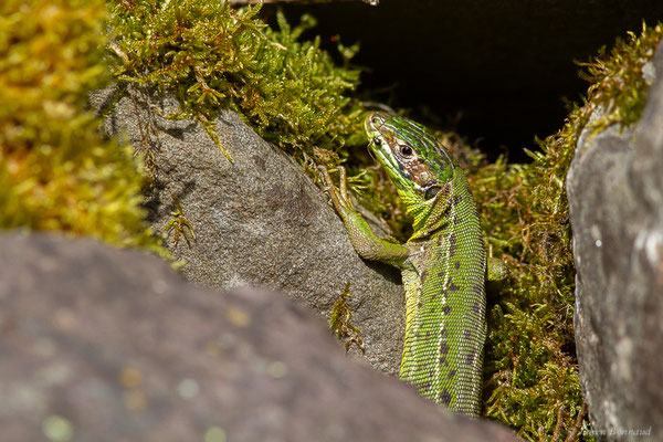 Lézard à deux raies — Lacerta bilineata (Daudin, 1802)