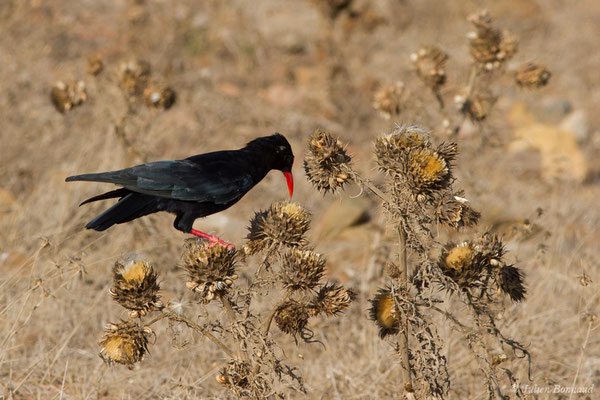 Crave à bec rouge — Pyrrhocorax pyrrhocorax (Linnaeus, 1758), (Sagres (Vila do Bispo), (Algarve), Portugal, le 31/08/2018)