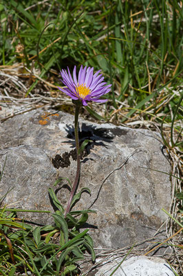 Aster des Alpes — Aster alpinus L., 1753, (Col du Pourtalet, Laruns (64), France, le 06/07/2019)