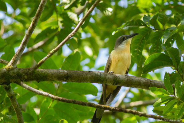 Coulicou de Vieillot — Coccyzus melacoryphus Vieillot, 1817