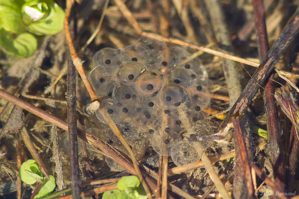 Grenouille rousse — Rana temporaria Linnaeus, 1758