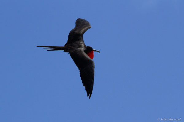 Frégate superbe — Fregata magnificens Mathews, 1914, (mâle en parade nuptiale), (Île du Grand Connétable, Guyane, le 09/08/2017)