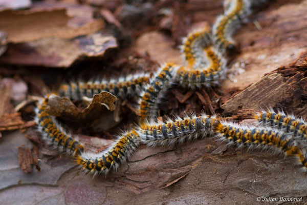 Chenille processionnaire du pin — Thaumetopoea pityocampa (Denis & Schiffermüller, 1775), (Lourdes (65), France, le 02/03/2018)