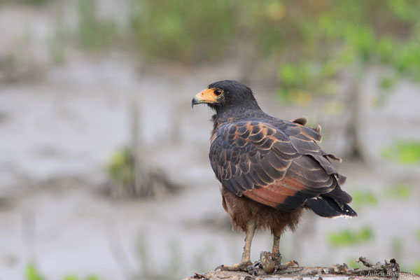 Buse buson — Buteogallus aequinoctialis (Gmelin, 1788), (adulte), (Dégrad des Cannes, Remire-Montjoly, Guyane, le 17/11/2015)