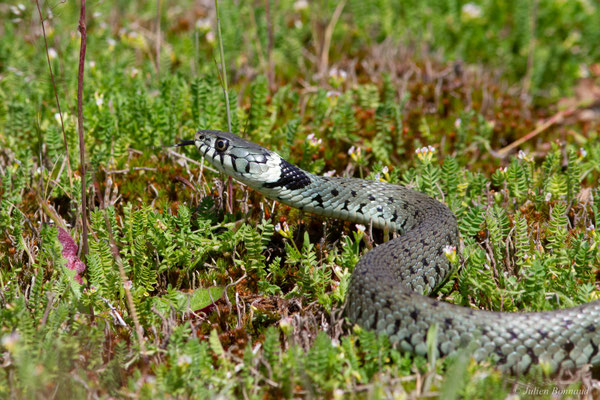 Couleuvre helvétique — Natrix helvetica (Lacepède, 1789)