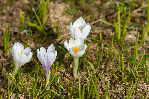 Crocus printanier — Crocus vernus (L.) Hill, 1765