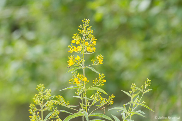 Lysimaque commune ou Lysimaque vulgaire — Lysimachia vulgaris L., 1753, (Lacq (64), France, le 03/06/2020)