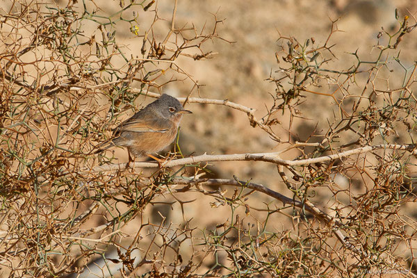 Fauvette de l'Atlas — Sylvia deserticola Tristram, 1859, (Tata (Souss-Massa), Maroc, le 08/02/2023)