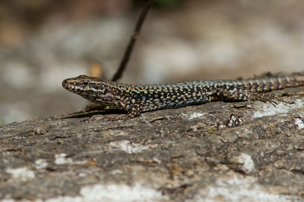 Lézard des murailles — Podarcis muralis (Laurenti, 1768)