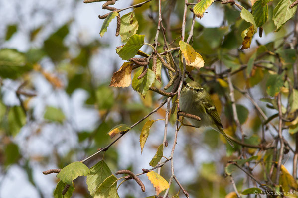 Pouillot à grands sourcils (Phylloscopus inornatus) (Hélioparc, Pau (64), France, le 18/12/2018)