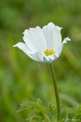 Pulsatille des Alpes — Pulsatilla alpina (L.) Delarbre, 1800