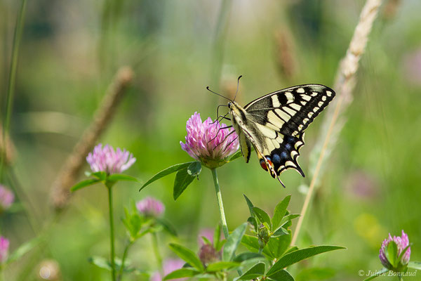 Machaon (Papilio machaon) (Jurançon (64), France, le 25/06/2019)