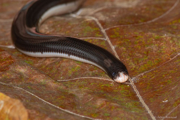 Typhlops réticulé — Amerotyphlops reticulatus (Linnaeus, 1758), (Montsinéry, Guyane, le 13/04/2017)