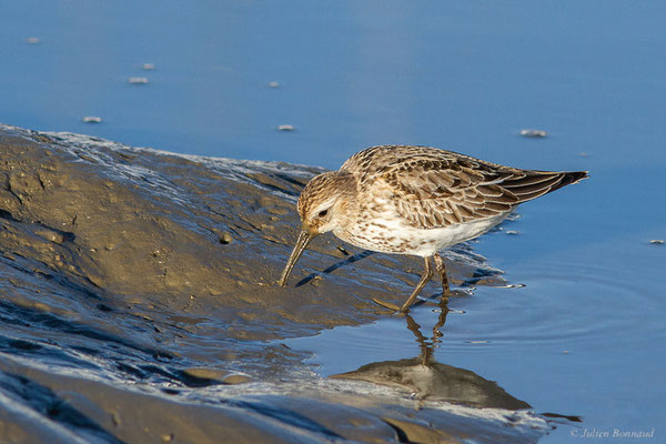 Bécasseau variable — Calidris alpina (Linnaeus, 1758), (Andernos-les-Bains (33), France, le 10/12/2022)